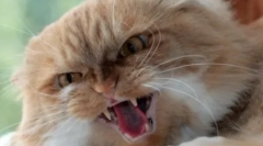 10 Csodálatos betegség az ember által az állatokból